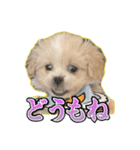 【ペキプーちゃい】語彙録vol.1（個別スタンプ：3）