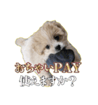 【ペキプーちゃい】語彙録vol.1（個別スタンプ：4）