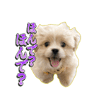 【ペキプーちゃい】語彙録vol.1（個別スタンプ：5）