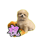 【ペキプーちゃい】語彙録vol.1（個別スタンプ：6）