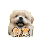 【ペキプーちゃい】語彙録vol.1（個別スタンプ：7）