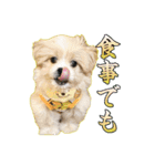 【ペキプーちゃい】語彙録vol.1（個別スタンプ：8）