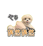 【ペキプーちゃい】語彙録vol.1（個別スタンプ：9）