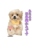 【ペキプーちゃい】語彙録vol.1（個別スタンプ：10）