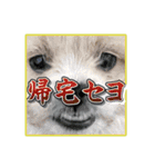 【ペキプーちゃい】語彙録vol.1（個別スタンプ：11）