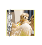 【ペキプーちゃい】語彙録vol.1（個別スタンプ：13）