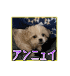 【ペキプーちゃい】語彙録vol.1（個別スタンプ：14）