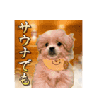 【ペキプーちゃい】語彙録vol.1（個別スタンプ：15）
