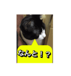 いろいろ✖️カオス✖️世紀末✖️パート3（個別スタンプ：4）