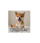 簡潔に伝える柴犬（個別スタンプ：13）