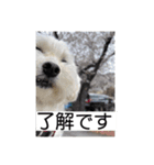 まるぷー 두부（トゥブ）（個別スタンプ：2）