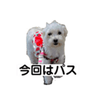 まるぷー 두부（トゥブ）（個別スタンプ：3）