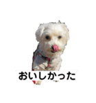 まるぷー 두부（トゥブ）（個別スタンプ：6）