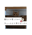 茶トラ猫ふく君の軽めスタンプ(実写版)（個別スタンプ：12）