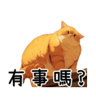 猫の大集合（オレンジ色のマンクス）（個別スタンプ：8）