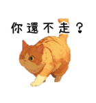 猫の大集合（オレンジ色のマンクス）（個別スタンプ：18）