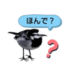 早歩き鳥のハクセキレイ2（関西弁やで～）（個別スタンプ：3）