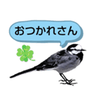 早歩き鳥のハクセキレイ2（関西弁やで～）（個別スタンプ：5）