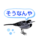 早歩き鳥のハクセキレイ2（関西弁やで～）（個別スタンプ：40）