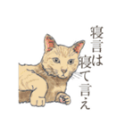 口悪いねこ リアルイラスト VOL.01（個別スタンプ：7）