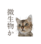 口悪いねこ リアルイラスト VOL.01（個別スタンプ：13）