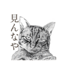 口悪いねこ リアルイラスト VOL.01（個別スタンプ：17）