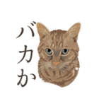 口悪いねこ リアルイラスト VOL.01（個別スタンプ：19）