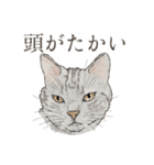 口悪いねこ リアルイラスト VOL.01（個別スタンプ：26）