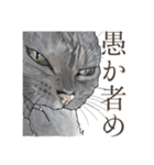 口悪いねこ リアルイラスト VOL.01（個別スタンプ：29）