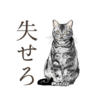 口悪いねこ リアルイラスト VOL.01（個別スタンプ：30）