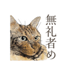 口悪いねこ リアルイラスト VOL.01（個別スタンプ：32）