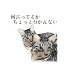 口悪いねこ リアルイラスト VOL.01（個別スタンプ：33）