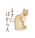 口悪いねこ リアルイラスト VOL.01（個別スタンプ：36）