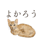 口悪いねこ リアルイラスト VOL.01（個別スタンプ：37）