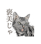 口悪いねこ リアルイラスト VOL.01（個別スタンプ：39）