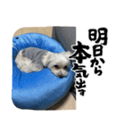 ウチのわんこU^ェ^U（個別スタンプ：1）