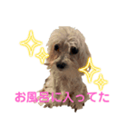 ウチのわんこU^ェ^U（個別スタンプ：2）