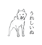 レッツゴー柴犬〜イラスト〜（個別スタンプ：13）