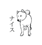 レッツゴー柴犬〜イラスト〜（個別スタンプ：16）