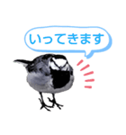 早歩き鳥のハクセキレイ3（ウロウロ…）（個別スタンプ：2）