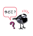 早歩き鳥のハクセキレイ3（ウロウロ…）（個別スタンプ：3）