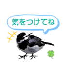 早歩き鳥のハクセキレイ3（ウロウロ…）（個別スタンプ：16）