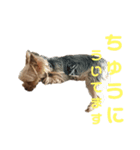 レオンの日常❤（個別スタンプ：1）