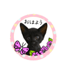可愛い黒猫たち（個別スタンプ：1）