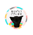 可愛い黒猫たち（個別スタンプ：5）