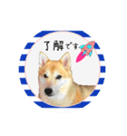 可愛い黒猫たち（個別スタンプ：10）