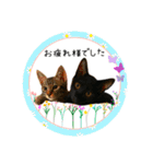 可愛い黒猫たち（個別スタンプ：11）