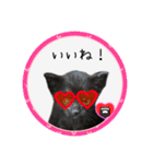 可愛い黒猫たち（個別スタンプ：12）