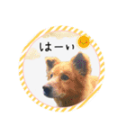 可愛い黒猫たち（個別スタンプ：16）