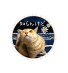 可愛い黒猫たち（個別スタンプ：19）